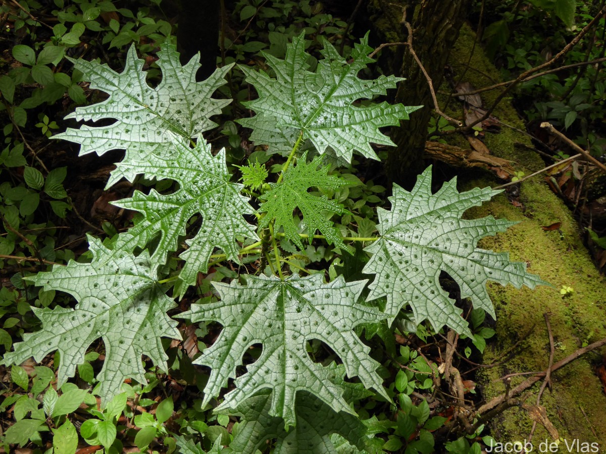 Girardinia diversifolia (Link) Friis